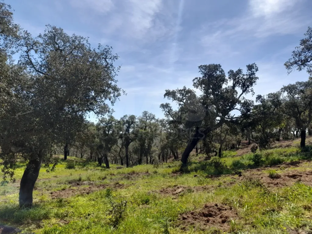 Terreno Urbano com 8.4 H em Melides