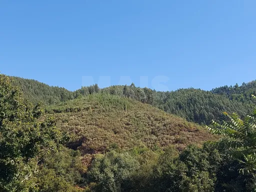 Terreno Rústico para produção florestal com 4960m2 Pisão / Côja