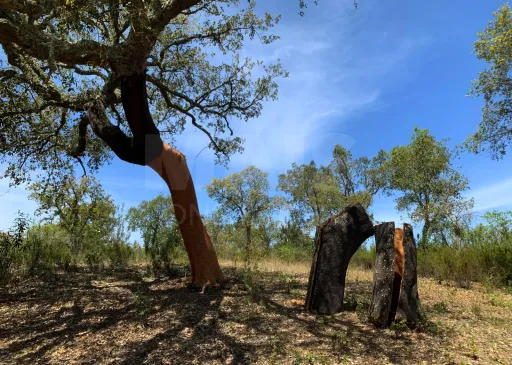 Herdade  com 40,85 hectares em São Bartolomeu da Serra, Santiago do Cacém