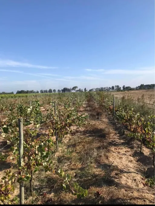 Terreno Rústico em Almeirim com 7840 m2