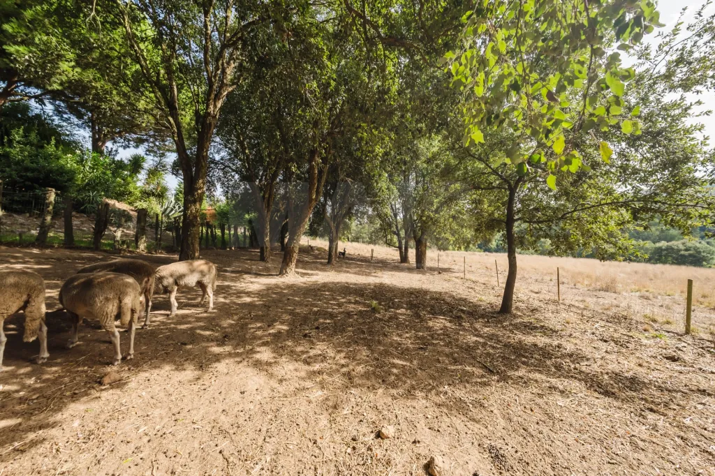 Propriedade única, a apenas 2 km de Alcobaça, com mais de 30.000 m² de terreno