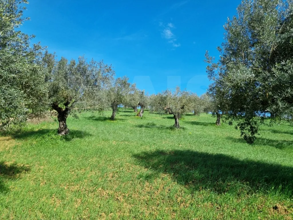 Small Farm with 6.2 Hectares, Abundant Water and 902 m² of Construction in Torres Novas