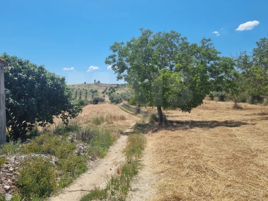 Small Farm with 6.2 Hectares, Abundant Water and 902 m² of Construction in Torres Novas