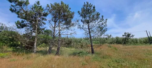 2 Lotes de Terreno (Rústicos) Serra dos Mangues, São Martinho do Porto