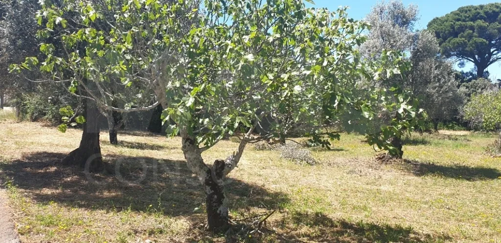 Terreno para construção  Casais Romeiros - Bugalhos - Santarém