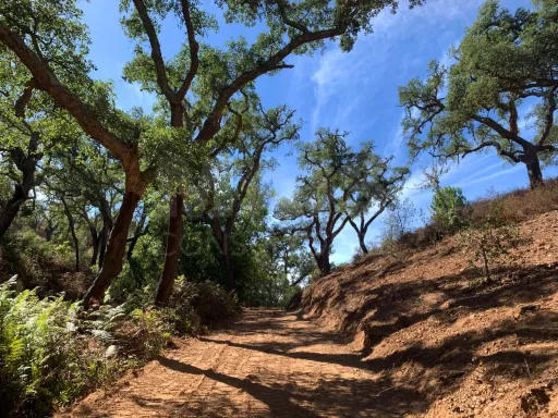 Herdade  com 40,85 hectares em São Bartolomeu da Serra, Santiago do Cacém