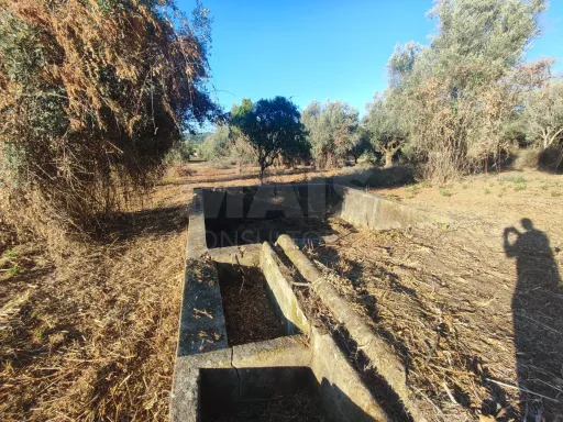 Quinta com moradia para recuperar na zona de Abrantes