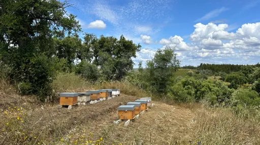 Herdade com 11,6 hectares em São Bartolomeu da Serra, Santiago do Cacém