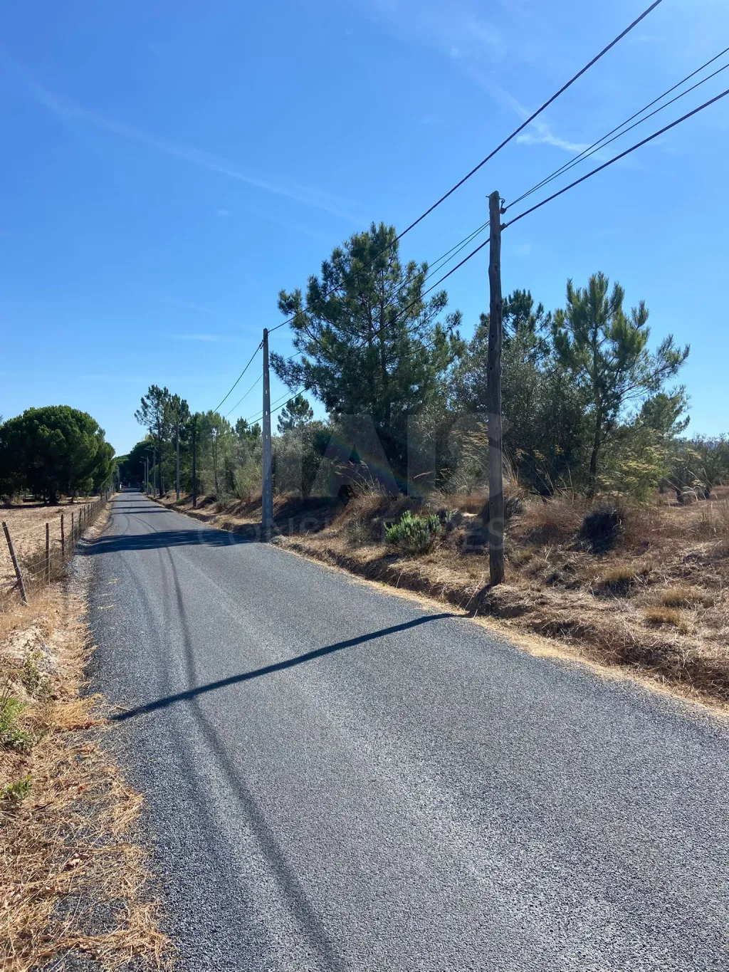 Olive grove with excellent location in Grândola