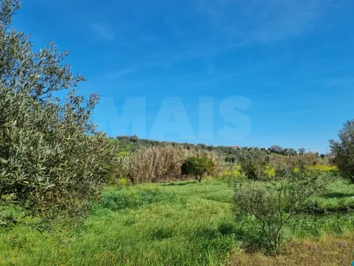 Quintinha com 6,2 Hectares, Água Abundante e 902 m² de Construção em Torres Novas