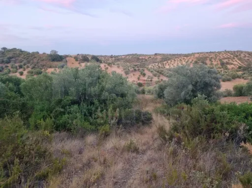 Terreno Rustico Pedrogao T novas