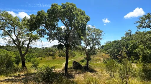Herdade com 11,6 hectares em São Bartolomeu da Serra, Santiago do Cacém