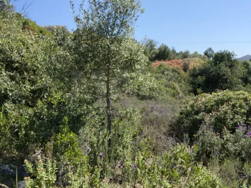Lote de Terreno Rustico com vista mar
