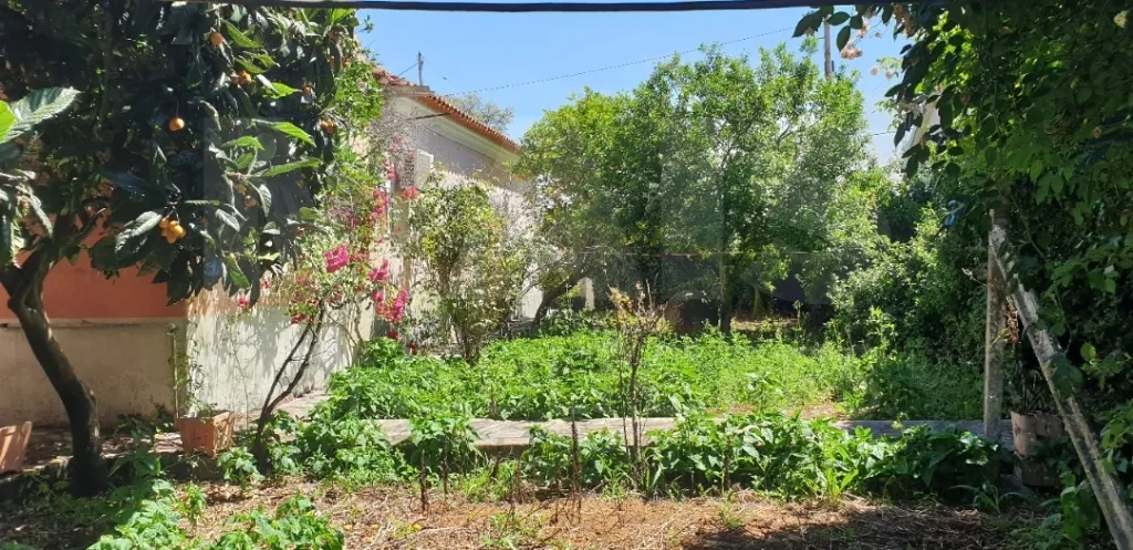 Moradia V 4 + Armazém + Casa Térrea de 45m2 em CASAIS ROMEIROS Santarém