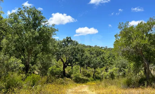 Herdade com 11,6 hectares em São Bartolomeu da Serra, Santiago do Cacém