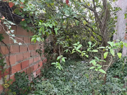 Ruins in Olho Marinho