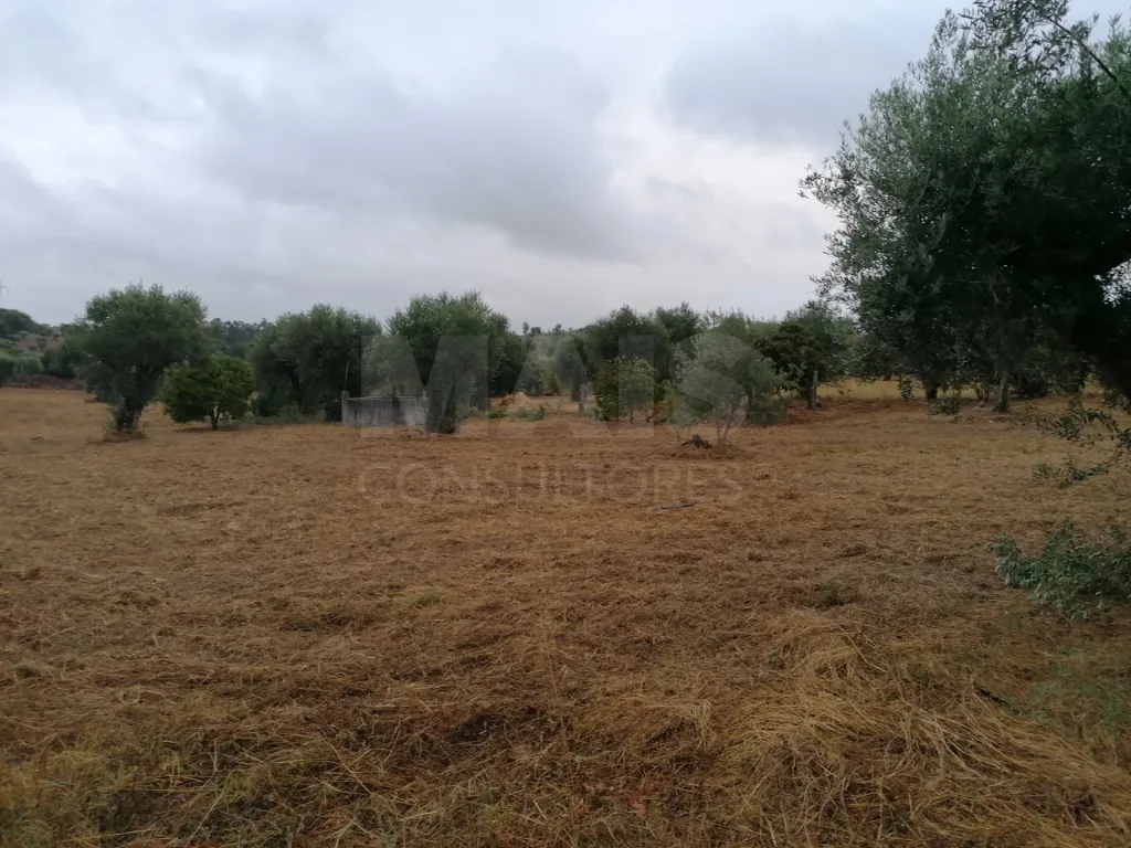 Terreno em Mouriscas para cultivo com olival e árvores de fruto