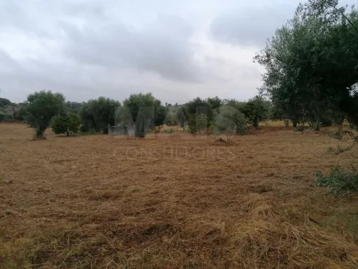 Terreno em Mouriscas para cultivo com olival e árvores de fruto