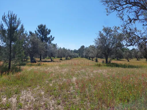 Olival com excelente localização em Grândola