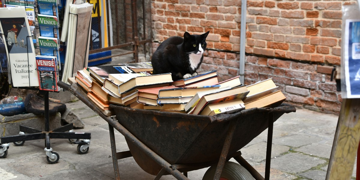 Descubra O Mistério dos Gatos que Desapareceram de Veneza!