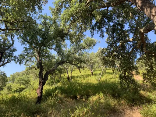 Herdade  com 40,85 hectares em São Bartolomeu da Serra, Santiago do Cacém