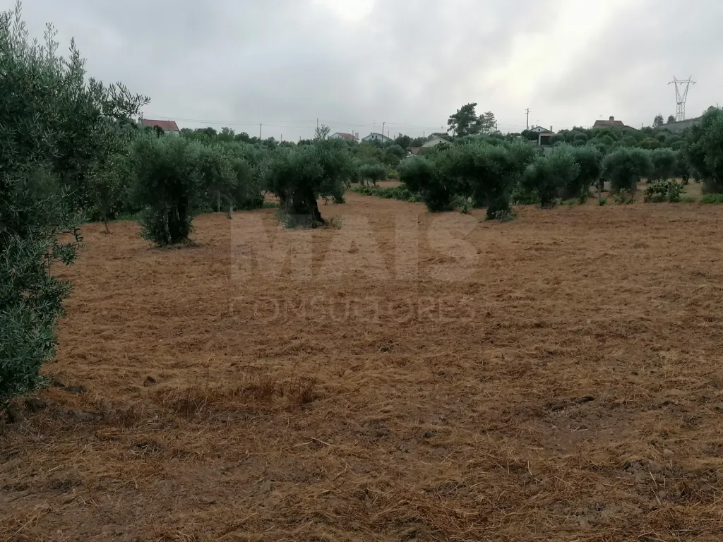 Terreno em Mouriscas para cultivo com olival e árvores de fruto