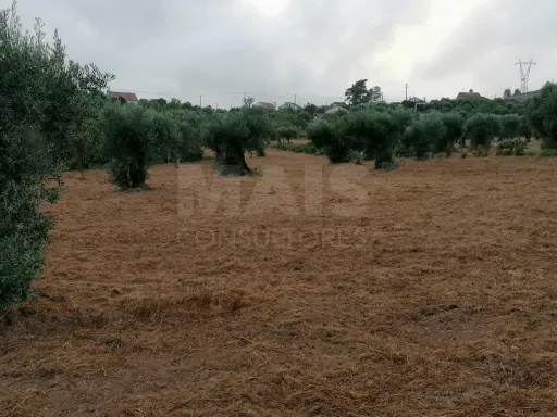 Terreno em Mouriscas para cultivo com olival e árvores de fruto
