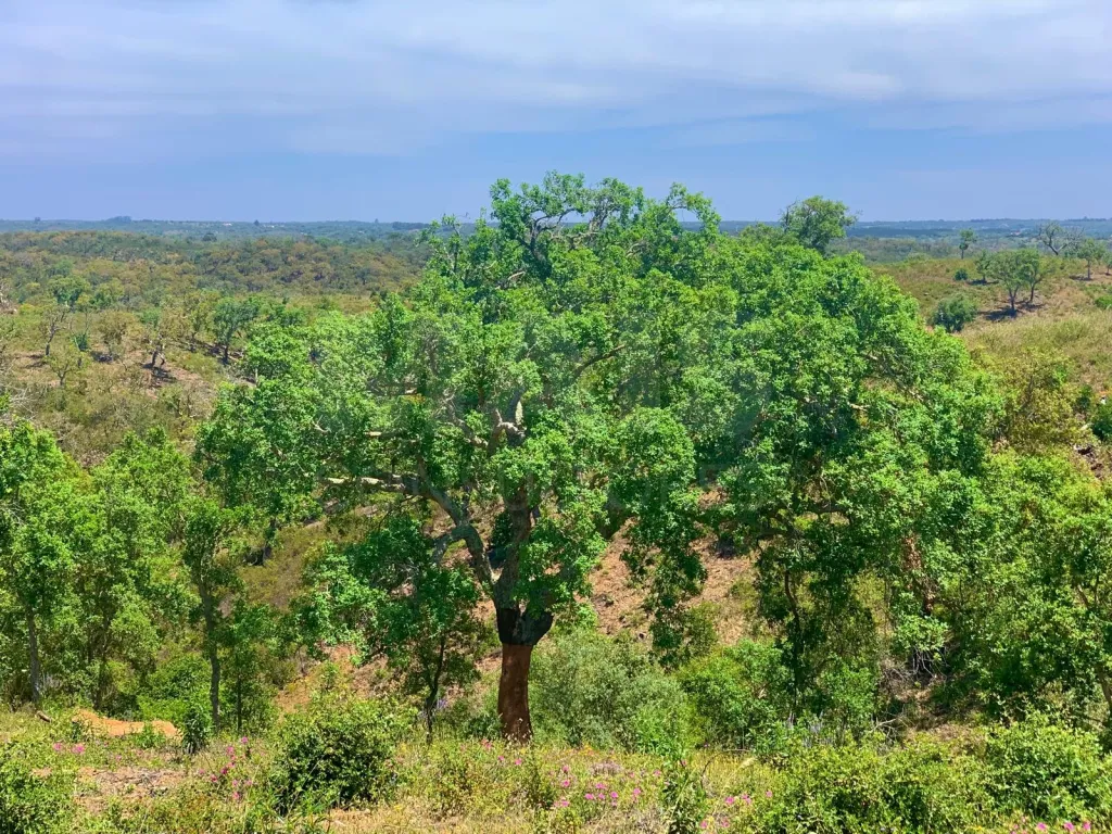 Herdade com 52,45 hectares em São Bartolomeu da Serra, Santiago do Cacém