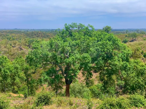 Herdade  com 40,85 hectares em São Bartolomeu da Serra, Santiago do Cacém