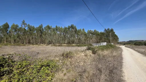 Rustic land with cut eucalyptus trees
