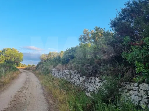 Terreno Rustico  Pedrogão TORRES NOVAS
