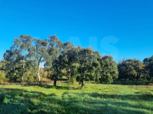 Terreno com Ruina SAO PEDRO DE TOMAR