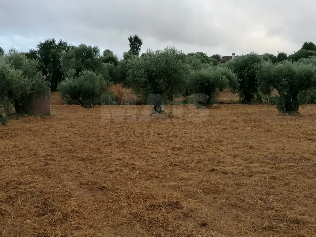 Terreno em Mouriscas para cultivo com olival e árvores de fruto