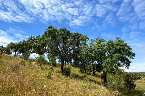 Herdade com 11,6 hectares em São Bartolomeu da Serra, Santiago do Cacém