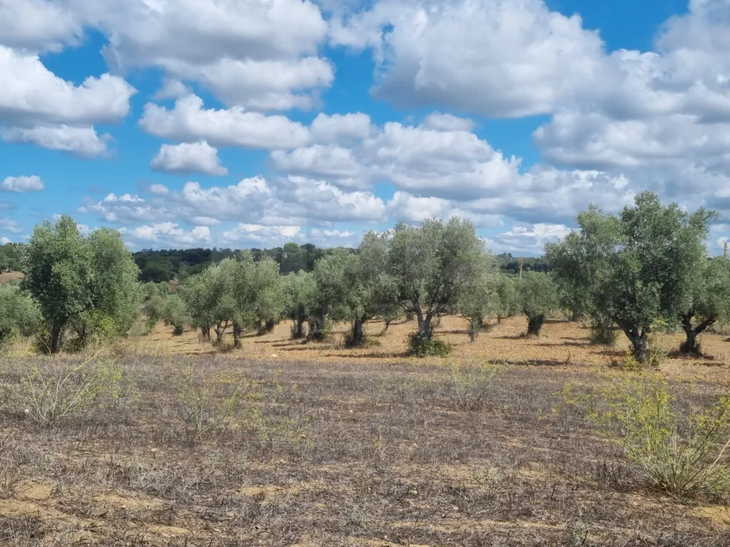 Terreno Rustico CASALINHO -MOURISCAS