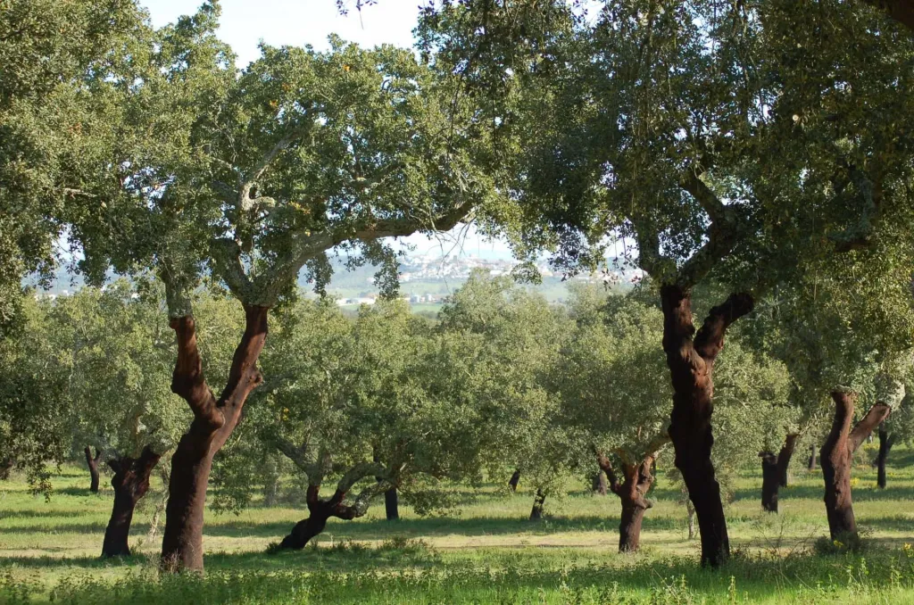 🌿Propriedade com 76,425 ha, Potencial para Eco Turismo – Rentável e com Casa Rural – Grândola, Alentejo🌿