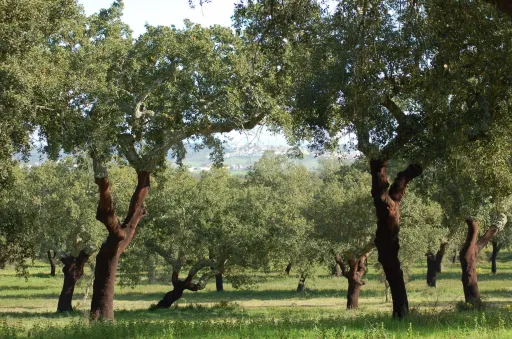 🌿Propriedade com 76,425 ha, Potencial para Eco Turismo – Rentável e com Casa Rural – Grândola, Alentejo🌿