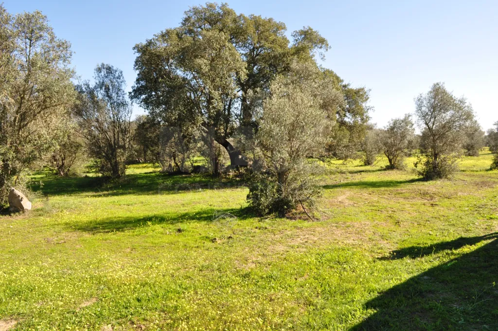 Fabulosa Herdade em Reguengos Monsaraz junto à Herdade do Esporão 105 ha