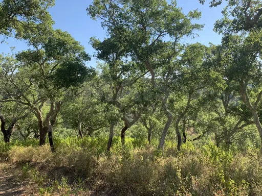 Herdade  com 40,85 hectares em São Bartolomeu da Serra, Santiago do Cacém