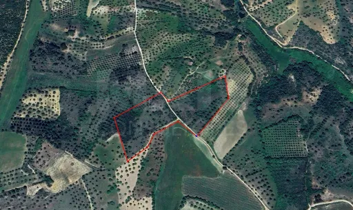 Terreno Rustico  Pedrogão TORRES NOVAS
