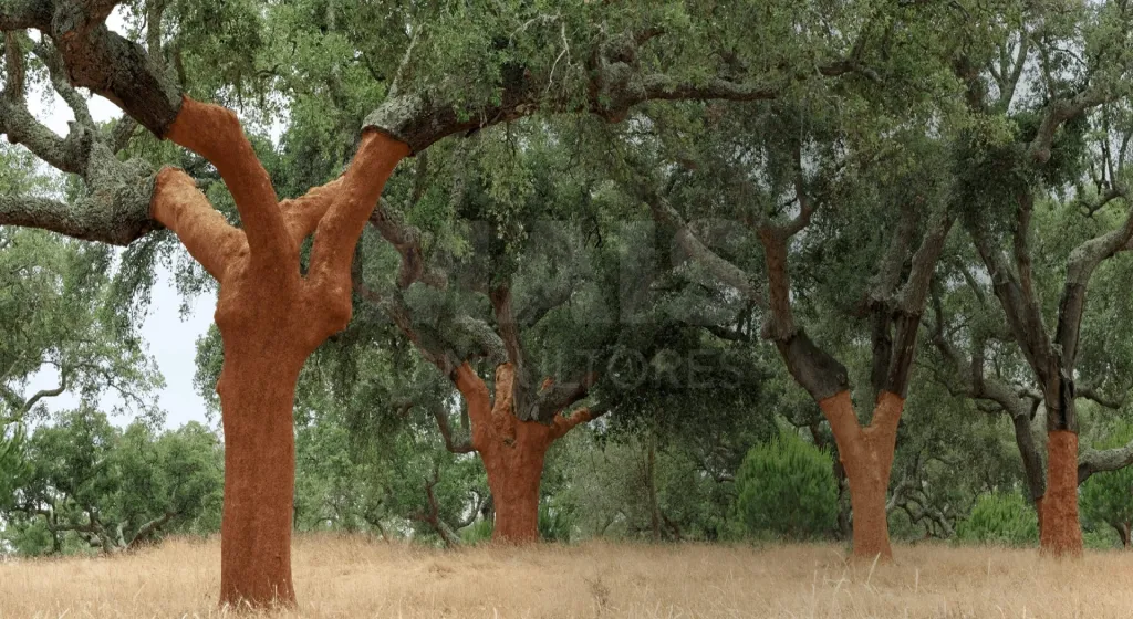 🌿Propriedade com 76,425 ha, Potencial para Eco Turismo – Rentável e com Casa Rural – Grândola, Alentejo🌿