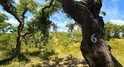 Herdade com 11,6 hectares em São Bartolomeu da Serra, Santiago do Cacém