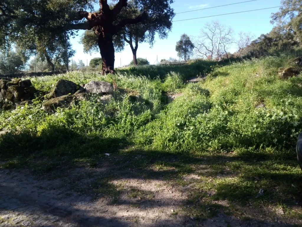 Terreno Rústico em Monsanto - Oportunidade Única para Construção Residencial