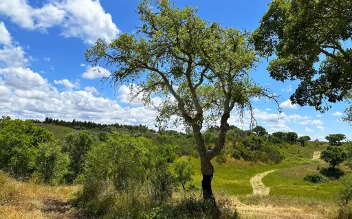 Herdade com 11,6 hectares em São Bartolomeu da Serra, Santiago do Cacém
