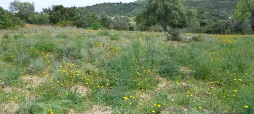 Lote de terreno Rustico