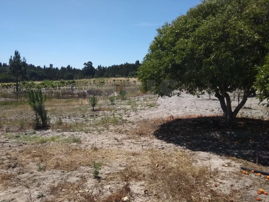 Terreno Rústico na Branca, Coruche