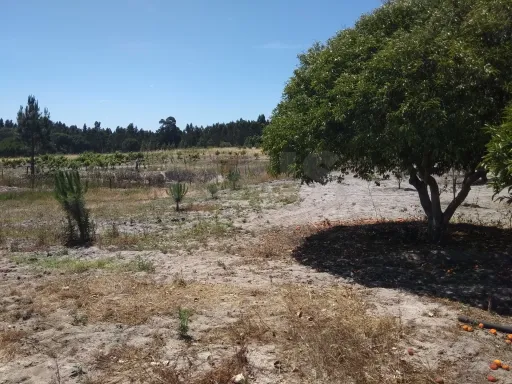 Terreno Rústico na Branca, Coruche