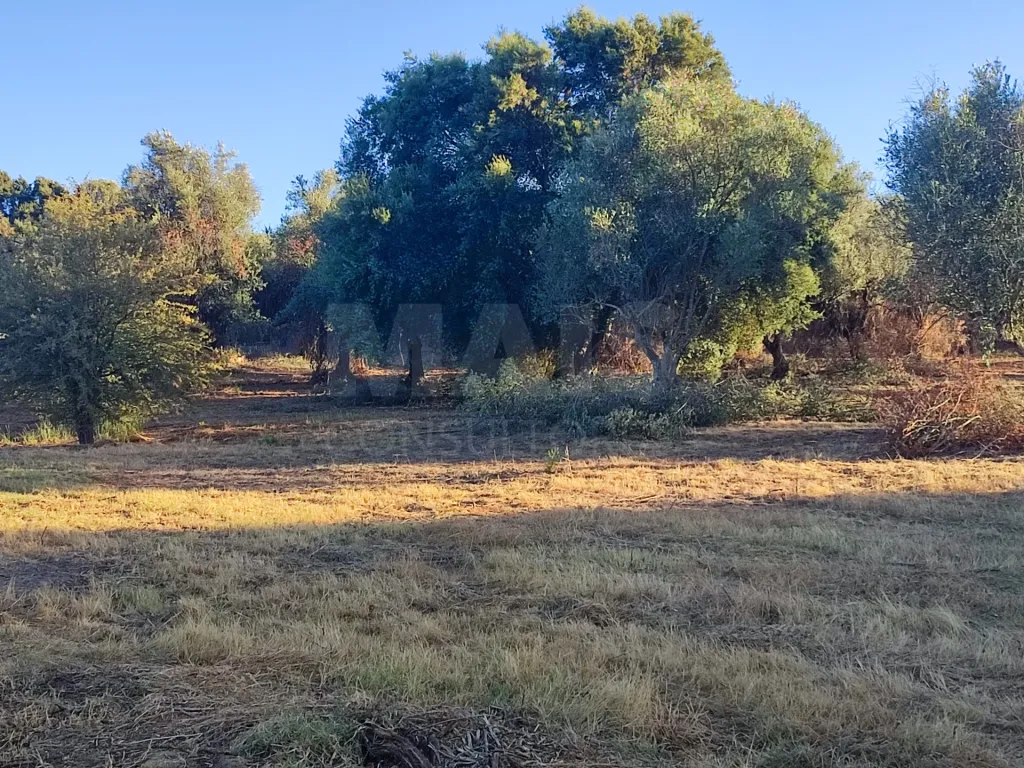 Quinta com moradia para recuperar na zona de Abrantes