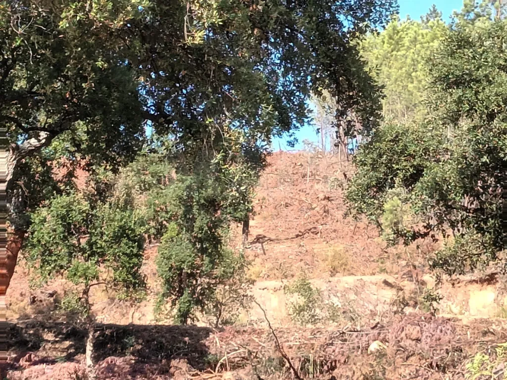 Terreno Misto, Salgueiro do Campo, Castelo Branco