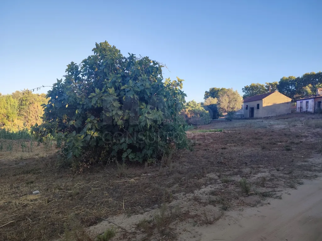 Quinta com moradia para recuperar na zona de Abrantes
